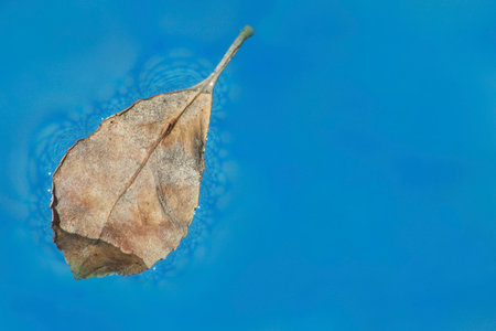 Dry leaf floating on water surface with copy space for text.の写真素材