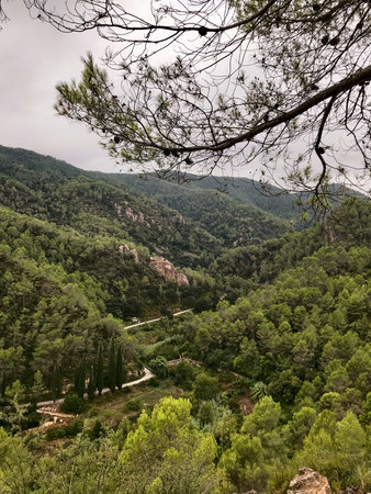view of the road through the pine forest in the natural park of sierra de espadanの写真素材