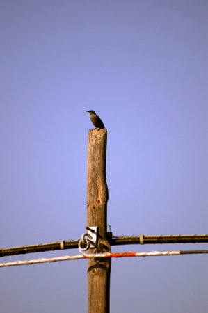 bird sitting on a wooden pole with blue sky background, north chinaの写真素材