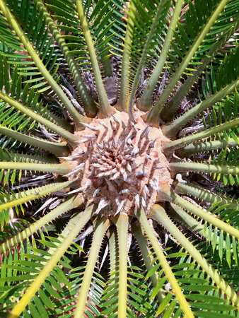 detail of the central part of a palm tree photographed from above, zenithal viewの写真素材