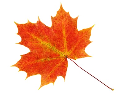one red orange single maple leaf on whiteの写真素材