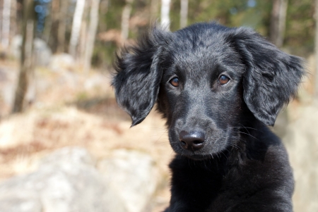 a black puppy dog looking something overの写真素材