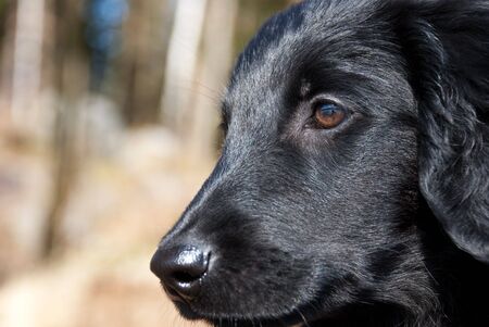 a puppy dog face as closeup, black furの写真素材