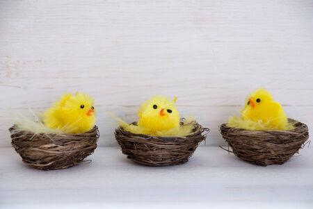 Three Sitting And Talking Easter Chicks In Easter Baskets Or Nest With Yellow Feathers On White Wooden Background With Copy Space Free Text Or Your Text Here For Advertisement Or Happy Easter Greetings Or Easter Decorationの写真素材