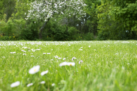 Flower Meadow With Daisy Flowers. Trees In The Background. Spring And Summer Season. Copy Space For Seasons Greetings.の写真素材