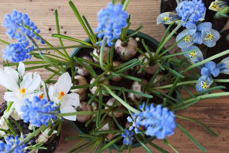Flayt Lay Of Spring Flowers Like Crocus And Grape Hyacinth. Brown And Rustic Wooden Background. Card...