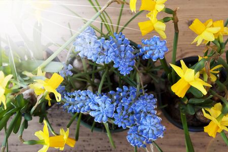 Flayt Lay Of Sunny Spring Flowers Like Grape Hyacinth And Narcissus Or Daffodil. Brown And Rustic Wooden Background. Card For Season Greetingsの写真素材