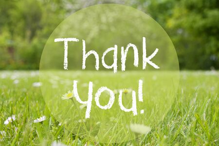 English Text Thank You. Spring Or Summer Gras Meadow With Daisy Flowers. Blurry Trees As Background.の写真素材