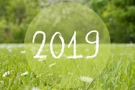 Green Grass Meadow, White Daisy Flowers, Text 2019の写真素材