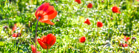 Poppy Flower, Sunny Spring Meadow, Green Grassの写真素材