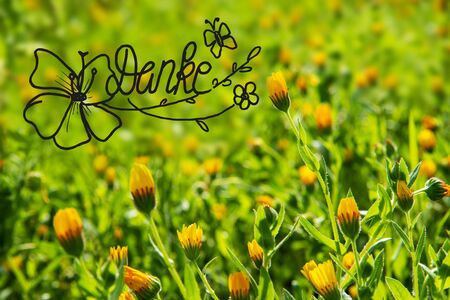German Calligraphy Danke Means Thank You. Beautiful Scenery Of Daisy Flower Meadow In Spring Season. Green Grass Background Or Textureの写真素材
