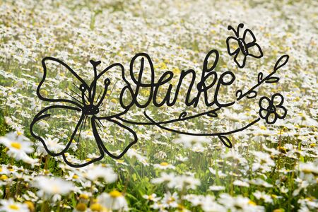 Sunny White Daisy Flower Meadow, Calligraphy Danke Means Thank Youの写真素材