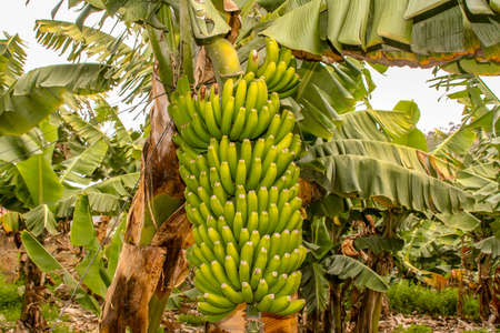 detail from Banana Farmの写真素材