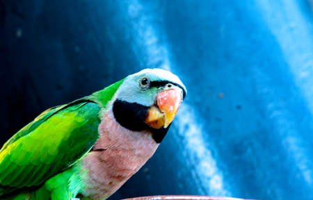 colorful parrot at the feeding bowl in the zooの写真素材