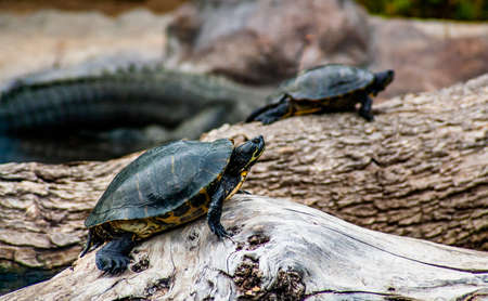 two small turtles goes over a rock