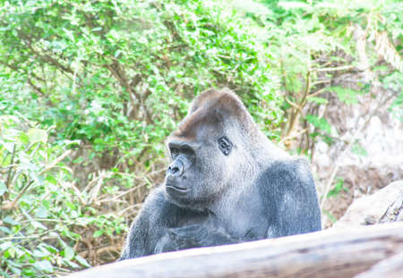 sad Gorilla sits here and waiting for youの写真素材