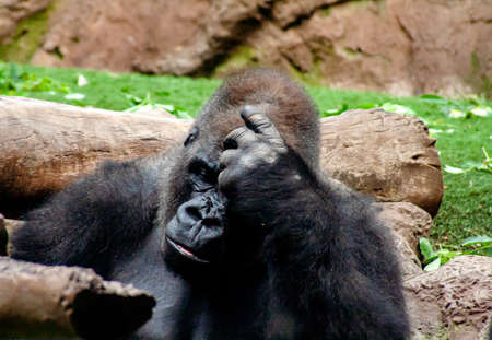 Interesting Gorilla sits here and think intensivelyの写真素材