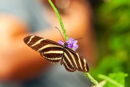 Close up from jung Butterfly over a bloom