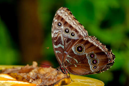 Close up from nice Butterfly by eatingの写真素材