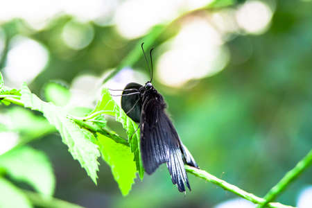 Close up from black Butterfly over a leafの写真素材