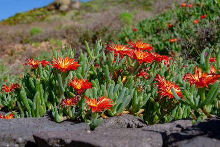 meadow with orange ice plant and rocksの写真素材