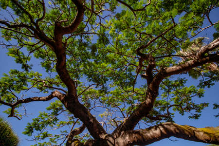 big view into the heaven with a tree roof
