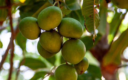 close up from exotic mango tree