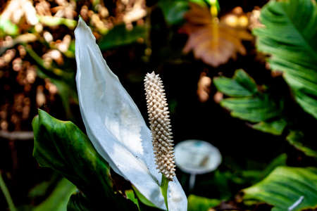 macro photo from a exotic calla lilyの写真素材