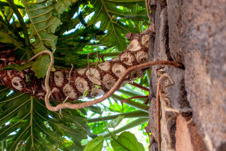 close up from a exotic tree out of a wall