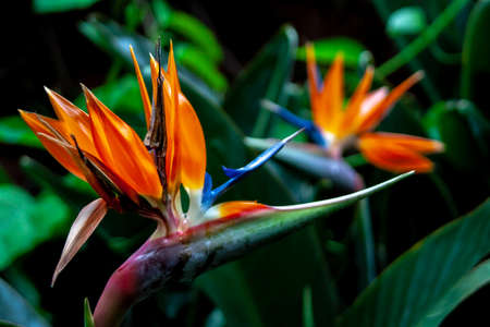 close up from a bird of paradise blossomsの写真素材