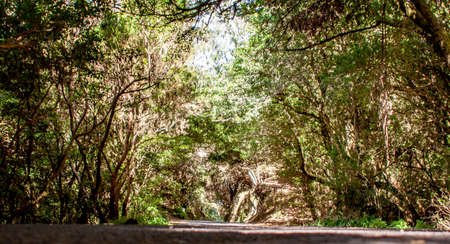 Art view from a country road