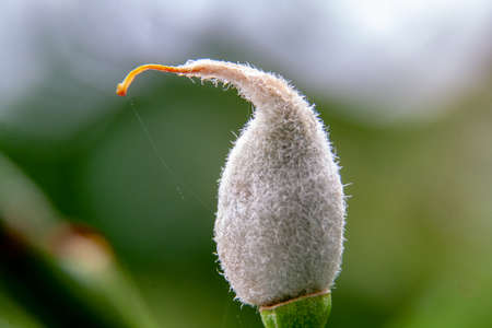 Closeup of a growing almond with bokeh