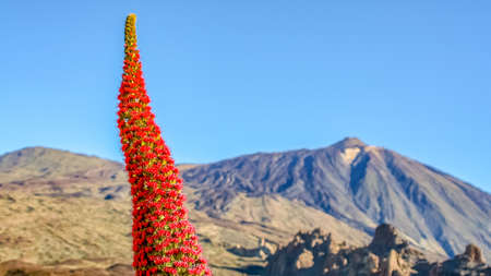 mount teide bugloss the proud tenerife red torchesの素材 [FY310120711913]