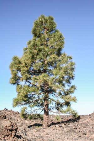 a lonely pine tree on the volcano