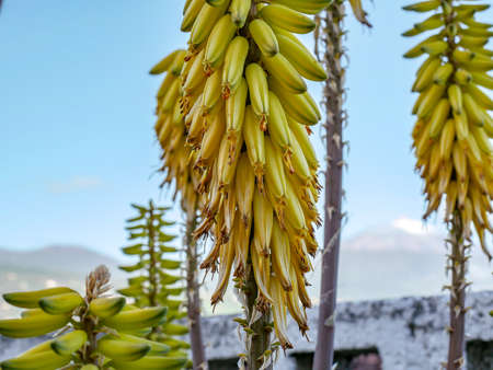 Close-up of a true aloe blossom in the Canary Islandsの写真素材