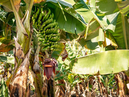 interesting view in a banana plantationの写真素材