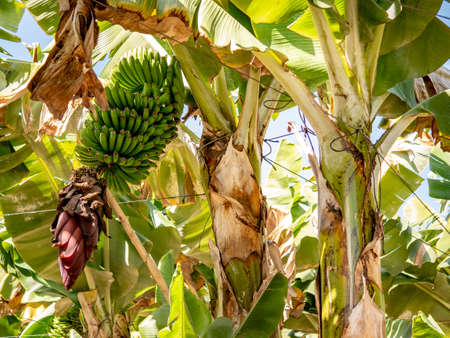 fantastic view in a banana plantationの写真素材
