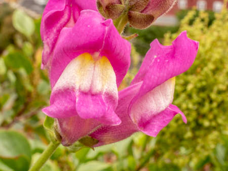 fantastic close up from a pink white blossomの写真素材