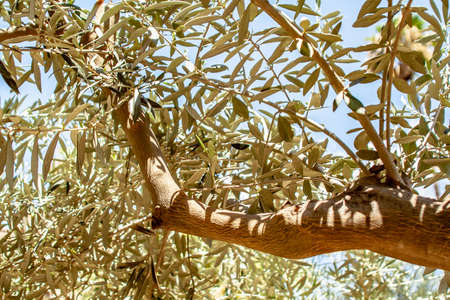 Closeup through the leaves forest of an olive tree