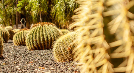 Close up of dry cactus forest