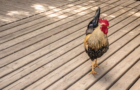 Colorful cock discovered while hikingの写真素材