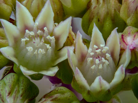 Macro photo of a thick-leaf flower and budの写真素材