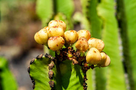 big Close-up of prickly pears in growthの写真素材