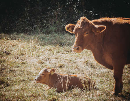 Free range willow cow with her sleeping calfの写真素材