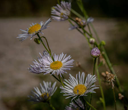 beautiful daisies in different stages of flowering