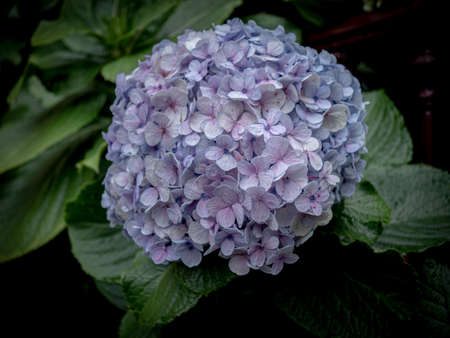 Close up of a lilac hydrangea flowerの写真素材
