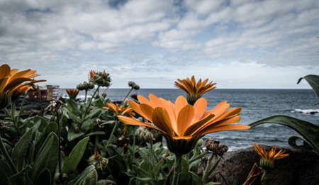 perspective flower shot on the rocky coast of the Atlanticの写真素材