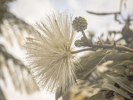 art close-up of a white popinac blossom at sunriseの写真素材