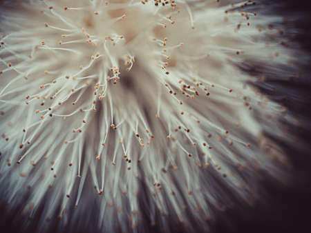 Awesome macro shot of a white popinac seedの写真素材