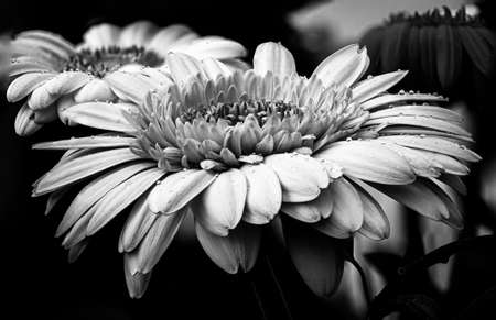Creative black and white shot of a gerbera with drops of waterの写真素材